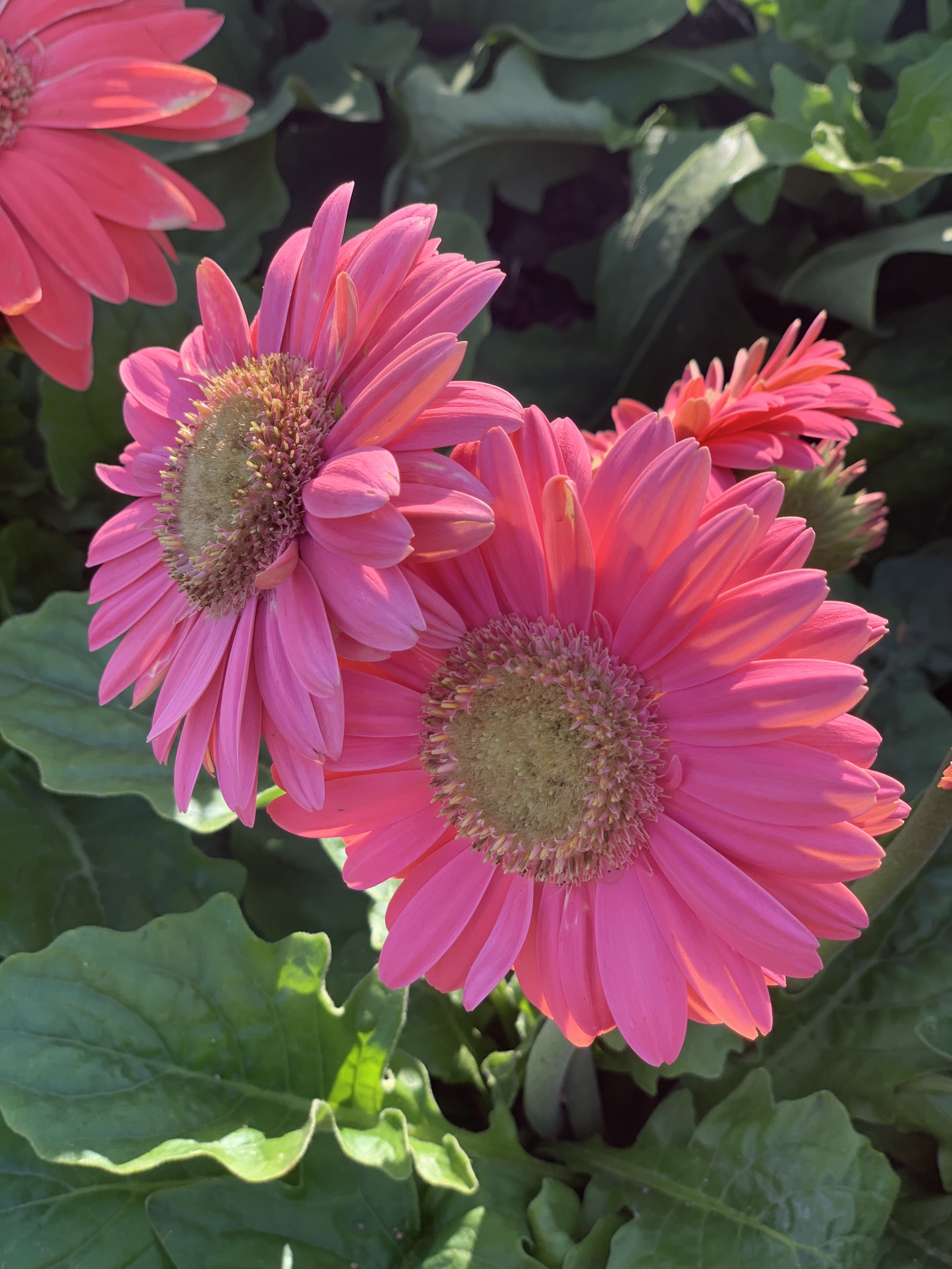 压测用-批量查询变体选项列7